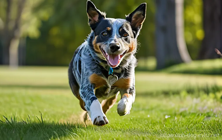 블루힐러의 활동량 - A highly energetic Blue Heeler in mid-stride, joyfully chasing a frisbee in a vibrant, sunlit park. ...